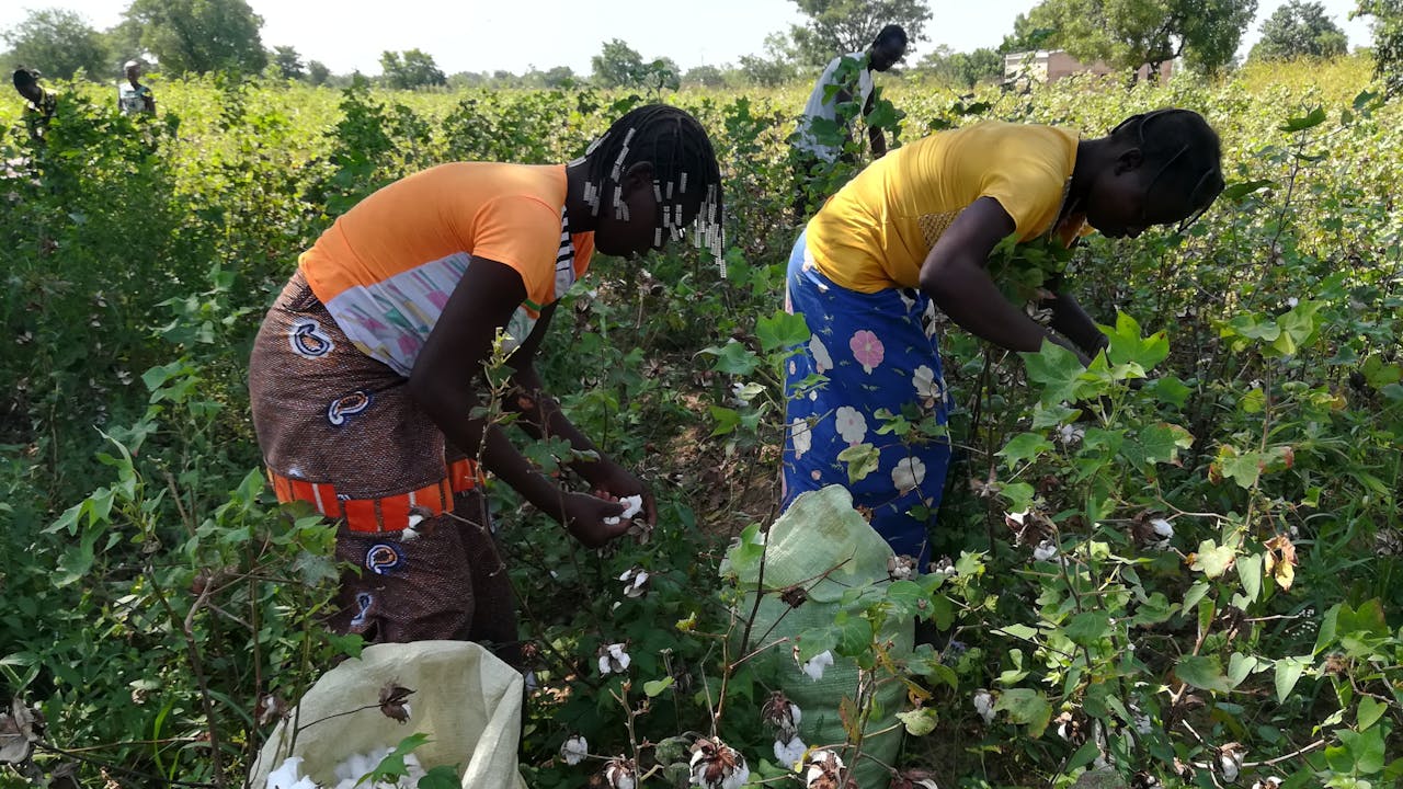 Des femmes au travail récoltant du coton dans un champ au Burkina Faso.