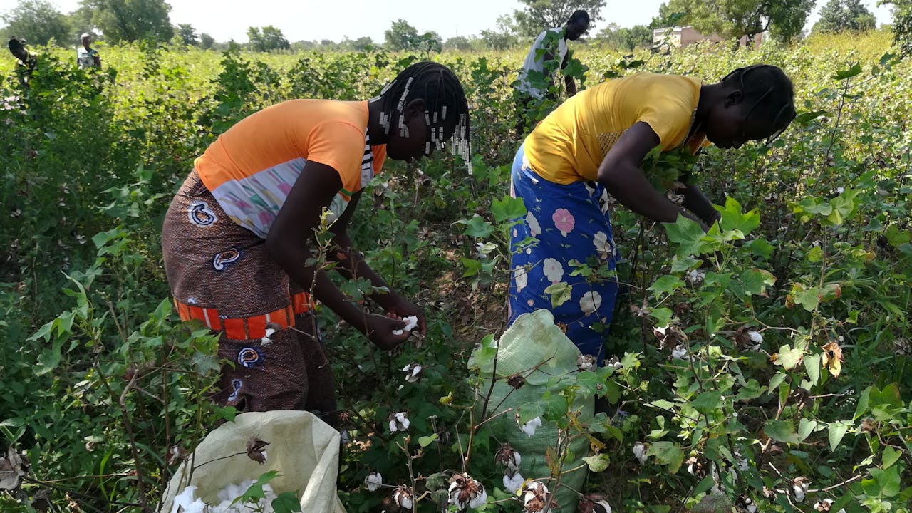 Women at work harvesting cotton in a field in Burkina Faso.