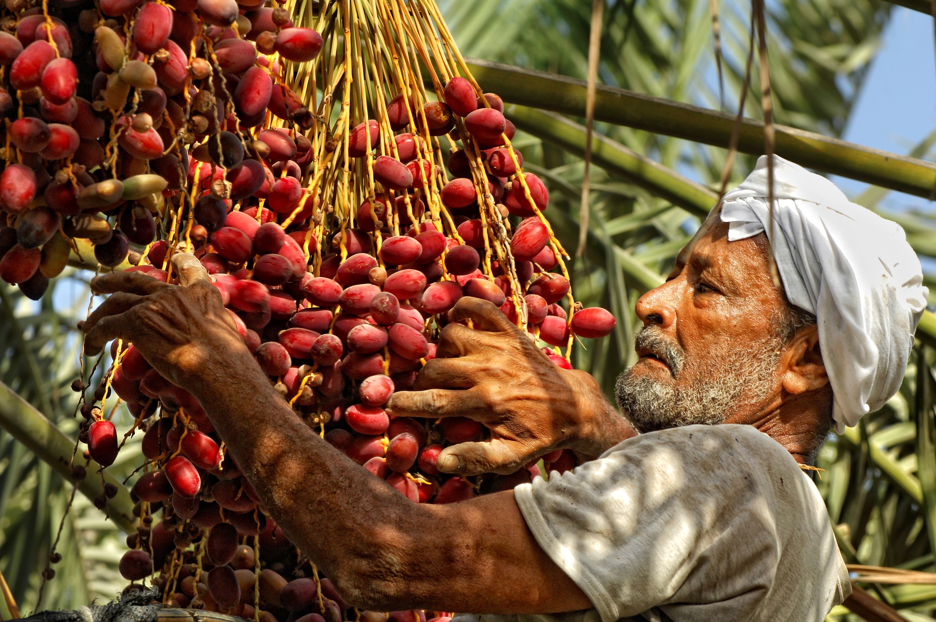 A migrant worker harvests dates in Bahrain.