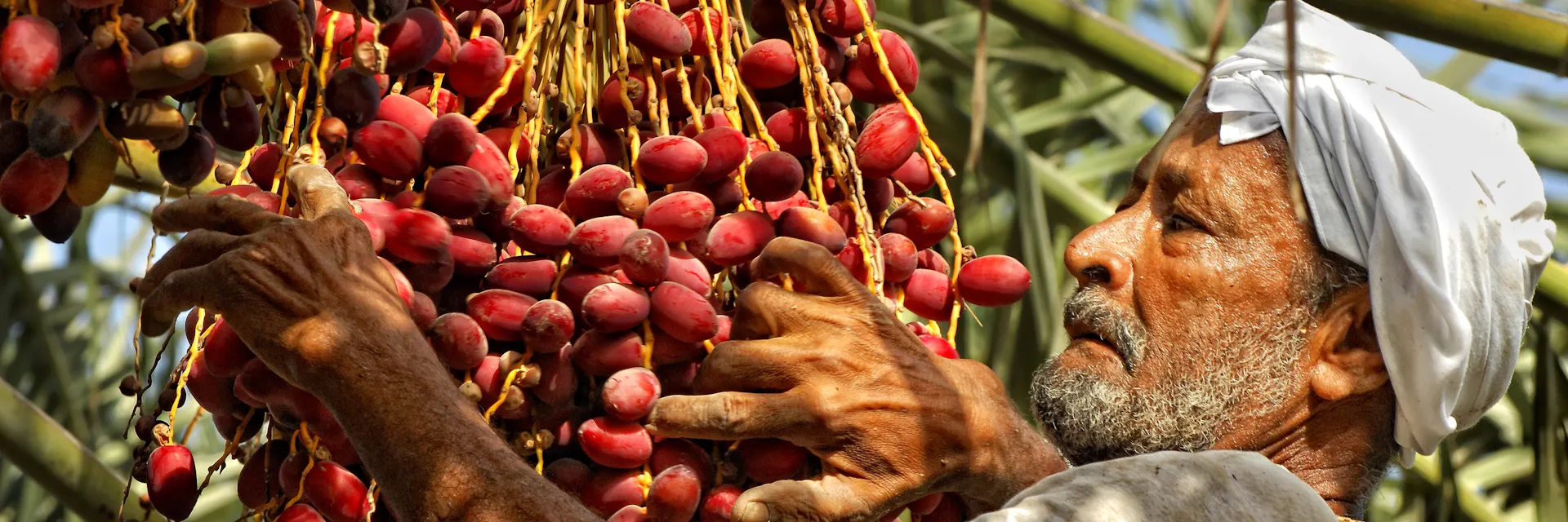 A migrant worker harvests dates in Bahrain.
