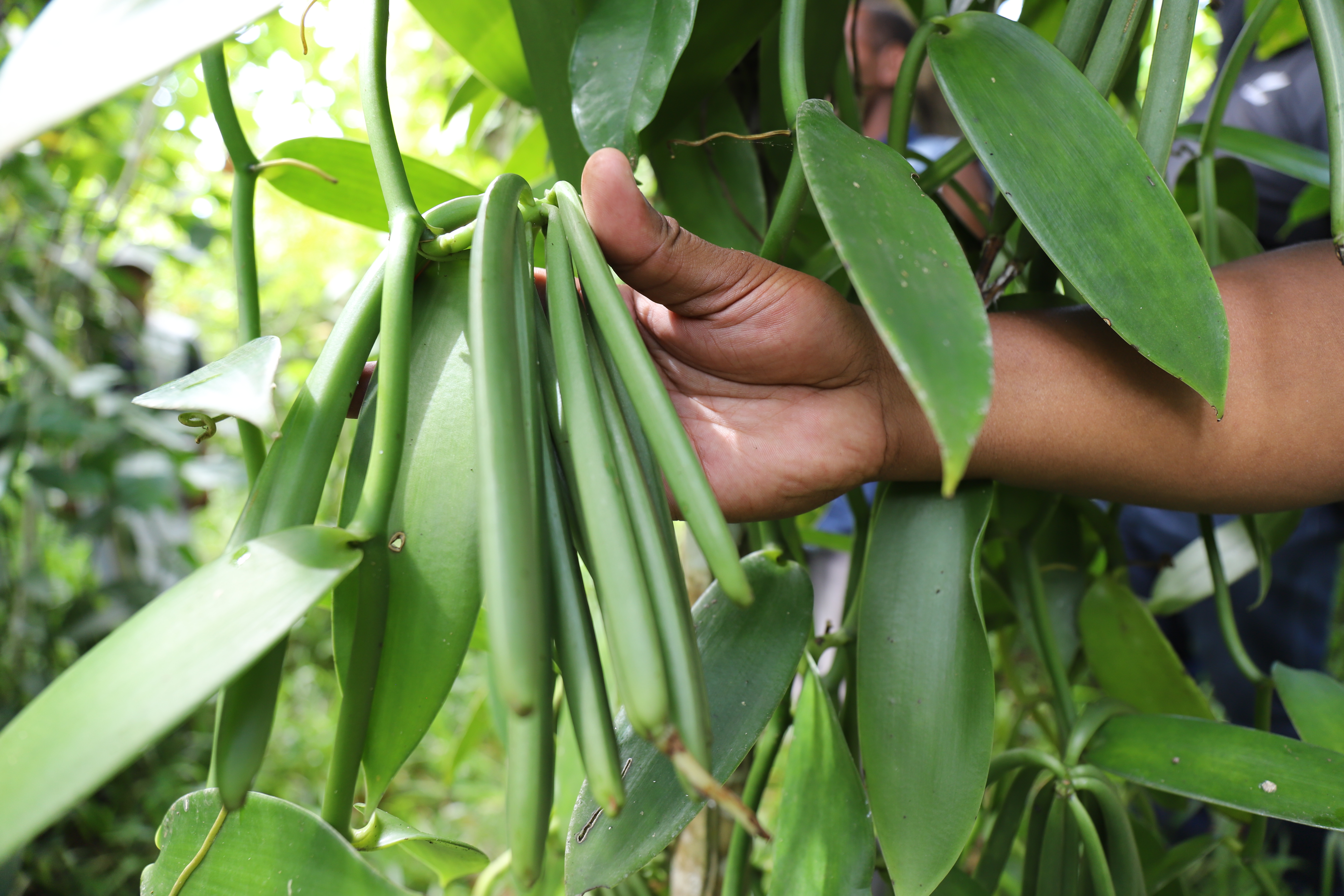 Primer plano de una mano que sostiene vainas de vainilla frescas.