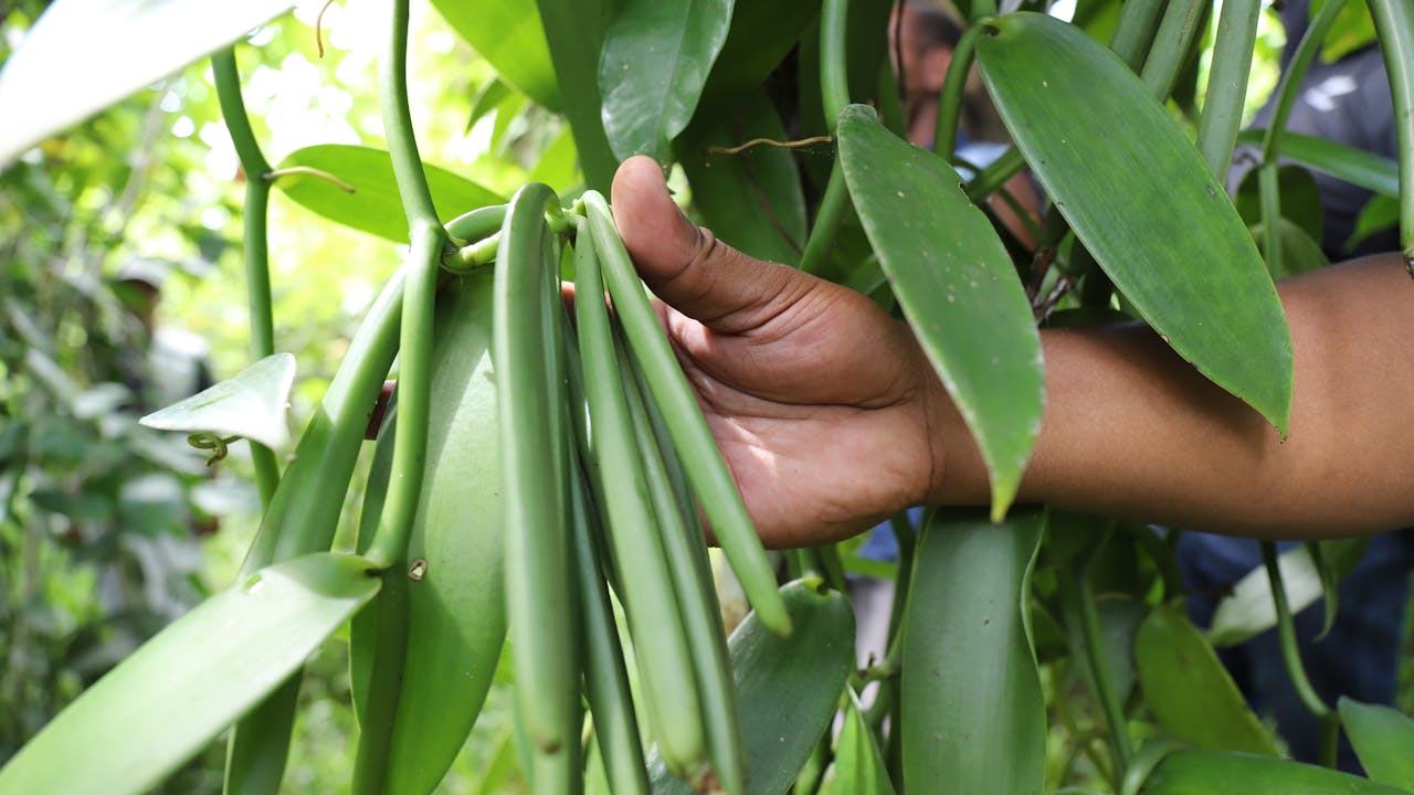 Close-up of a hand holding fresh vanilla pods.
