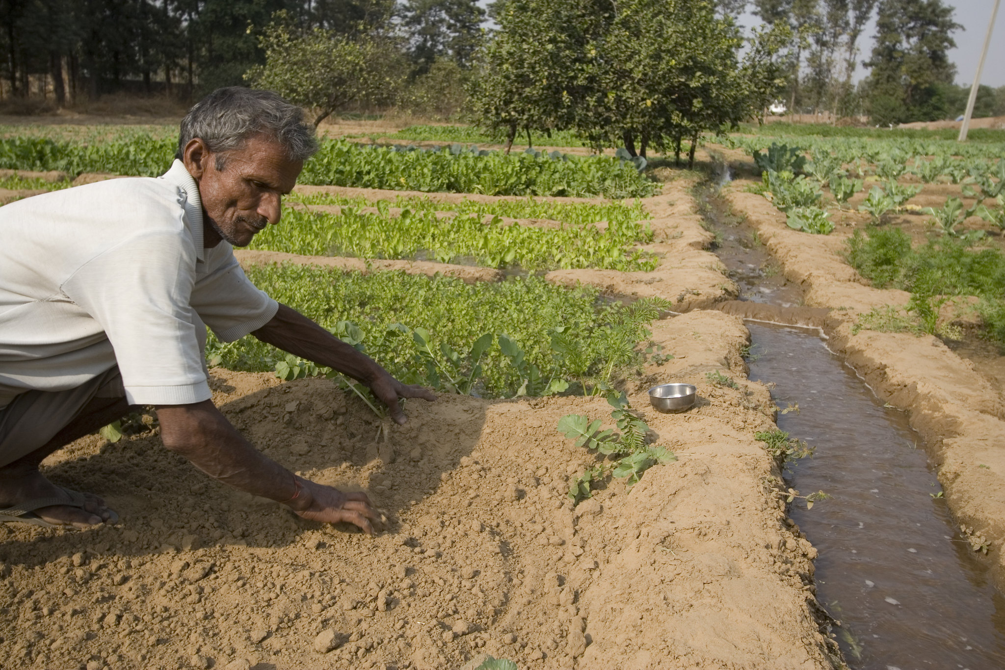 Agricultural work at Nodai Seeds farm in India