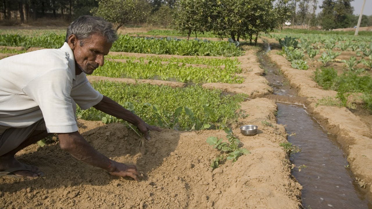 Agricultural work at Nodai Seeds farm in India