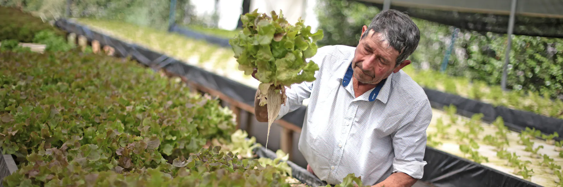 Farm male older worker in a greenhouse checking lettuce