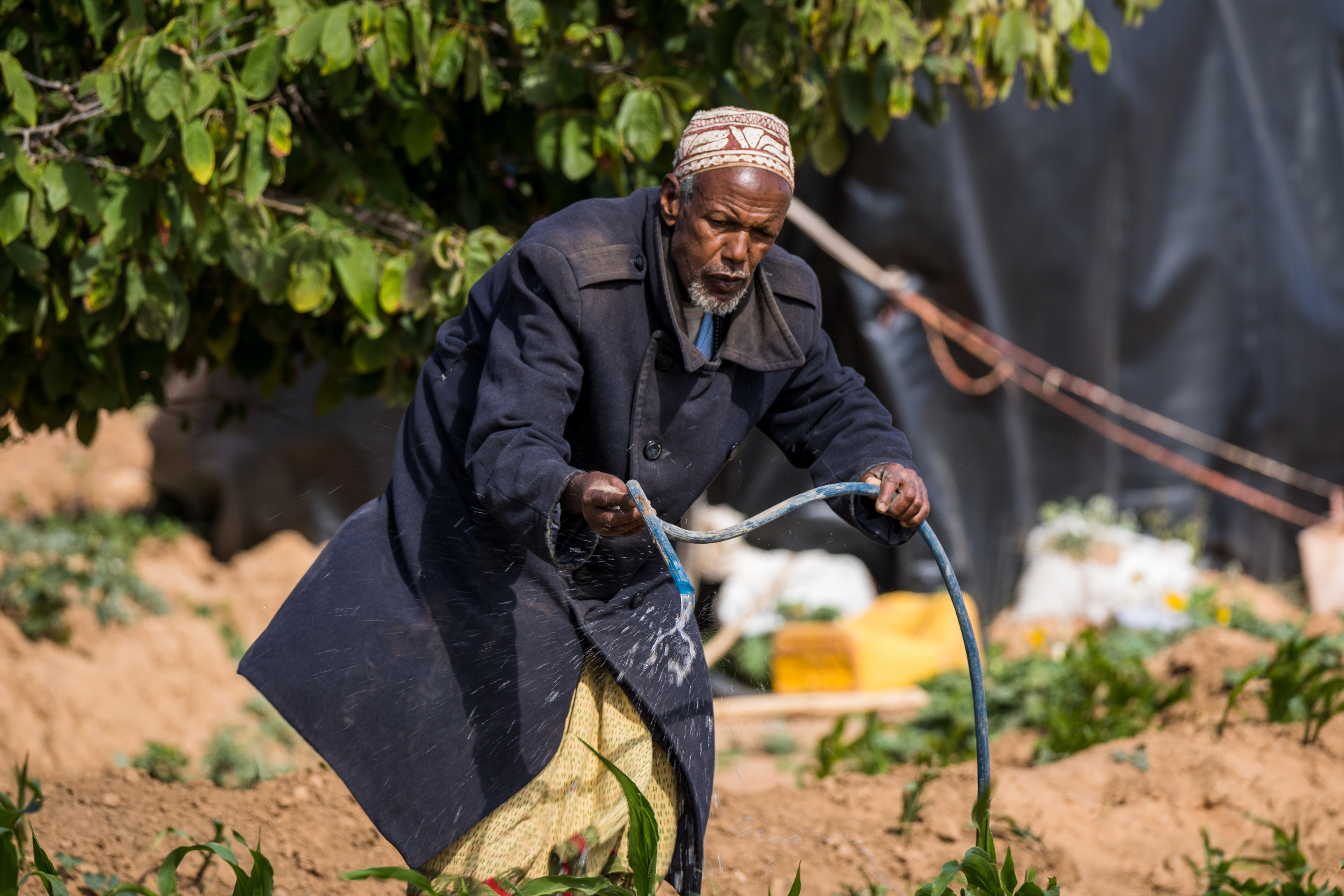 Yasin riega las plantas de sorgo.  El agua sale de la manguera que él sujeta. 
