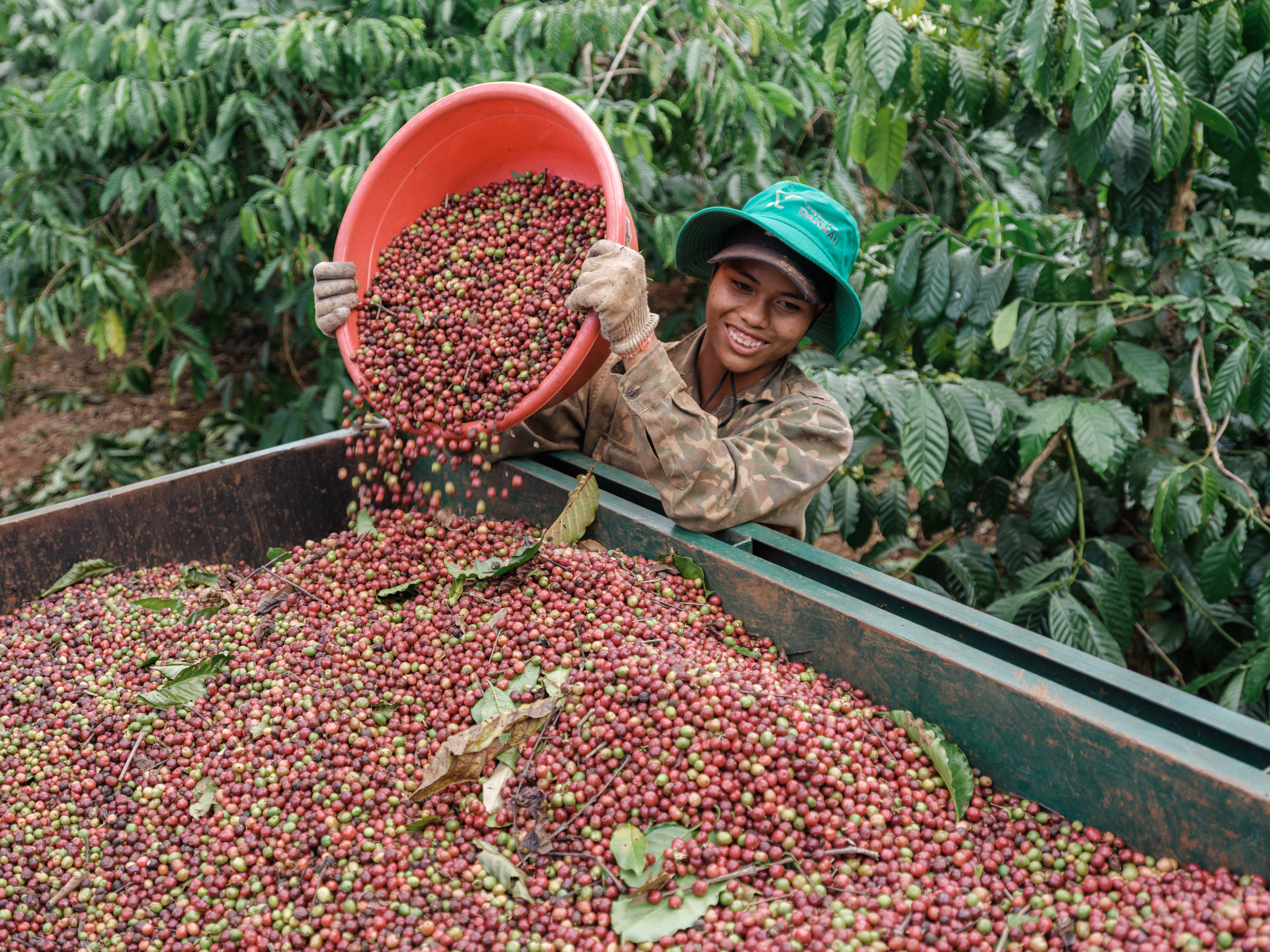 A young female worker pours freshly harvested coffee cherries from a red container into a collection trough on a coffee farm.