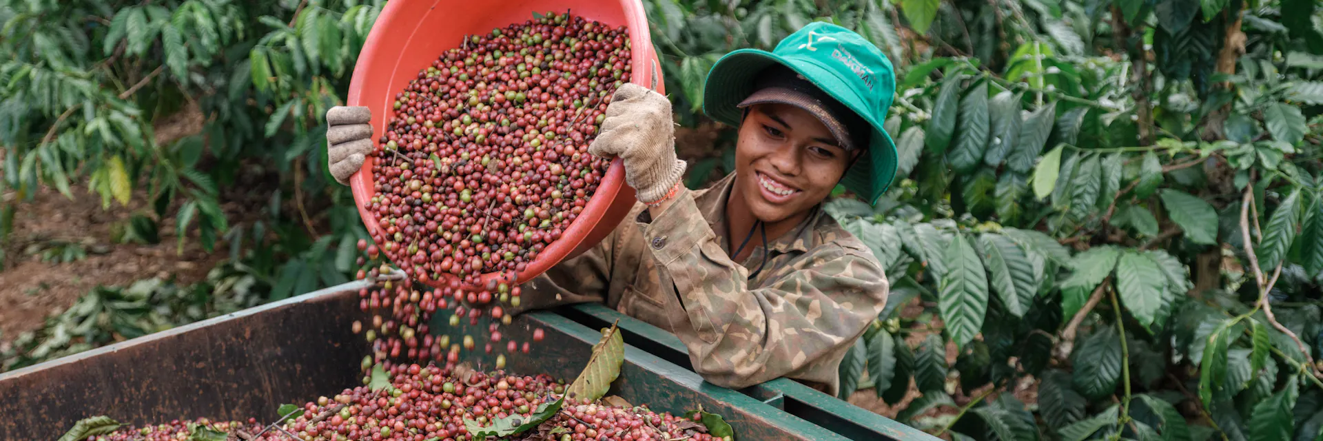 A young female worker pours freshly harvested coffee cherries from a red container into a collection trough on a coffee farm.