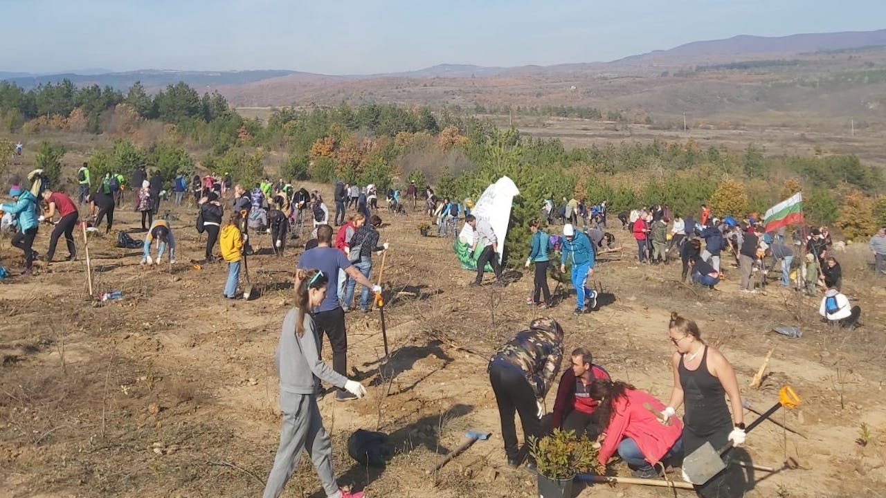 A crowd of people spread over a hillside in Bulgaria at work planting oak saplings. 