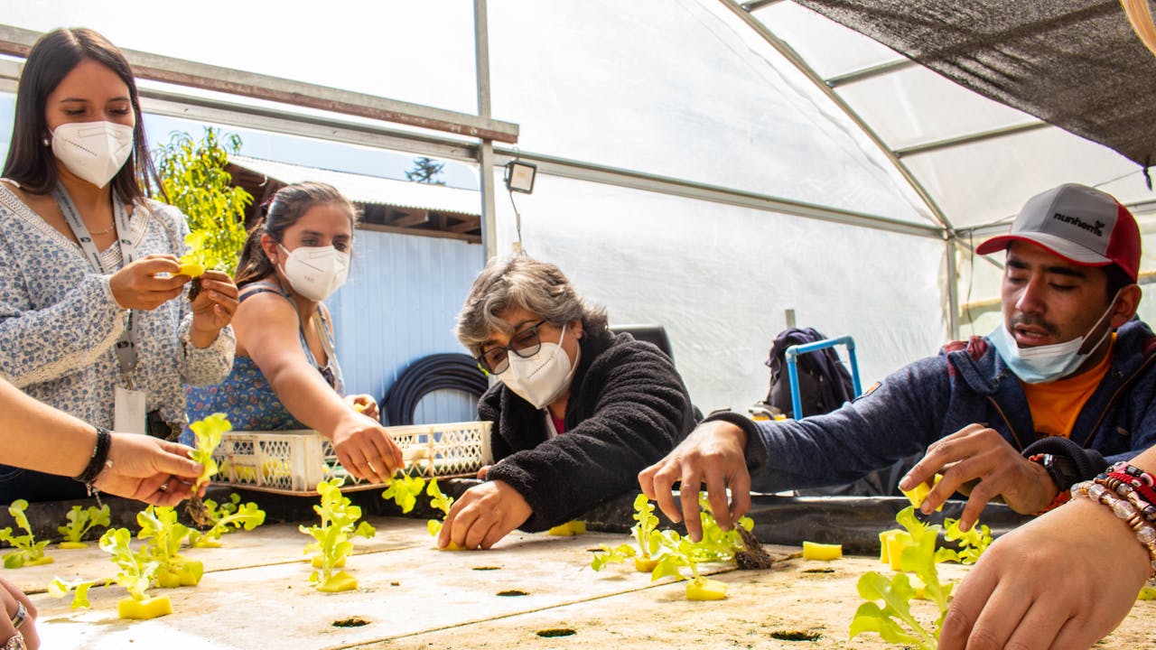 Alfredo Carrasco demonstrates how to plant lettuce seedlings in a greenhouse, to people attending one of his workshops.