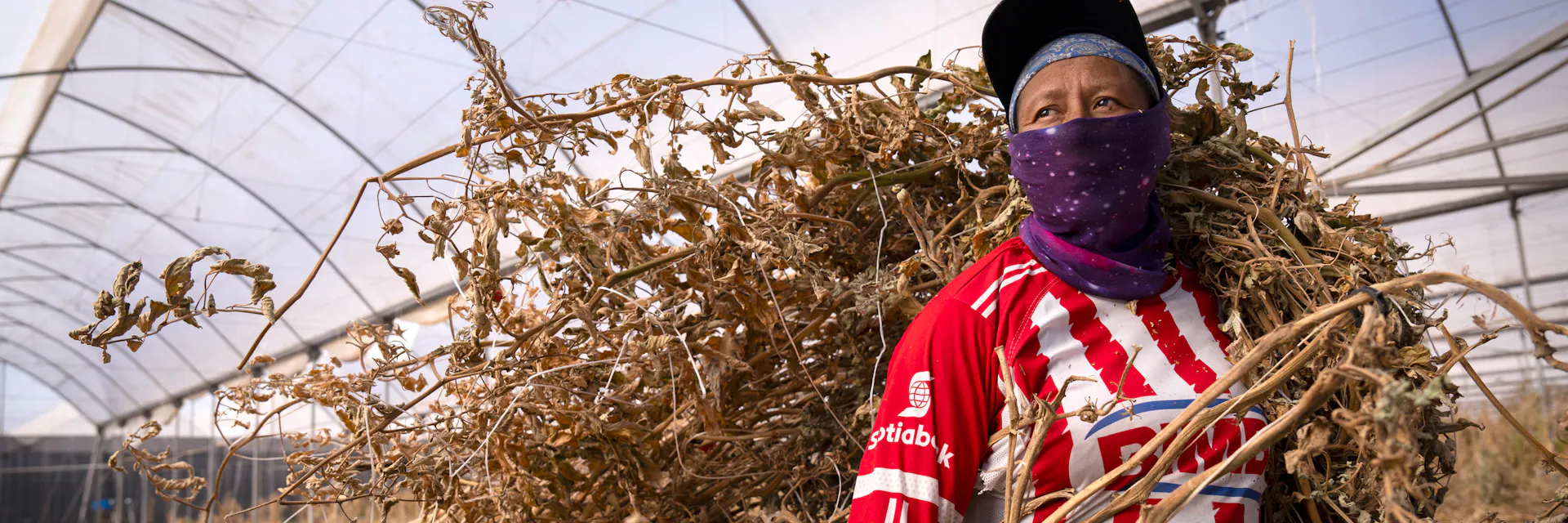 Travailleur sous serre (femme) souffrant de la chaleur avec des plantes sèches autour. Le stress thermique affecte les travailleurs agricoles dans les serres à Jalisco, au Mexique.