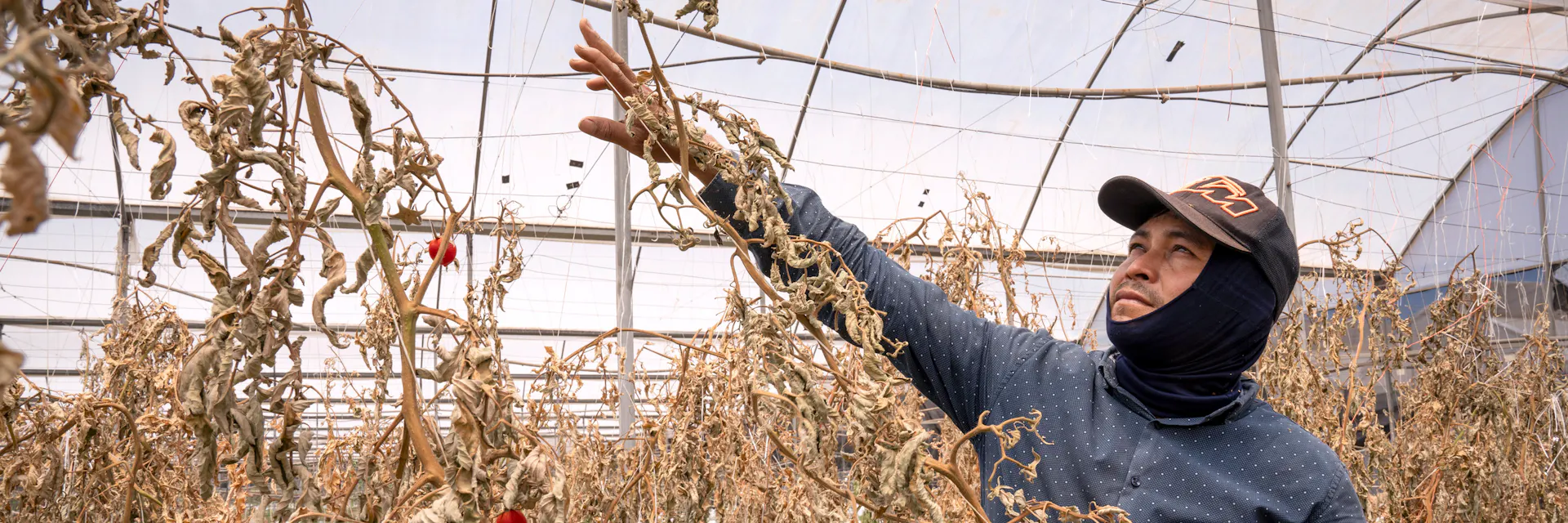 Greenhouse worker (man) suffering from heat with dry plants around. Heat stress impact agriculture workers in greenhouses in Jalisco, Mexico