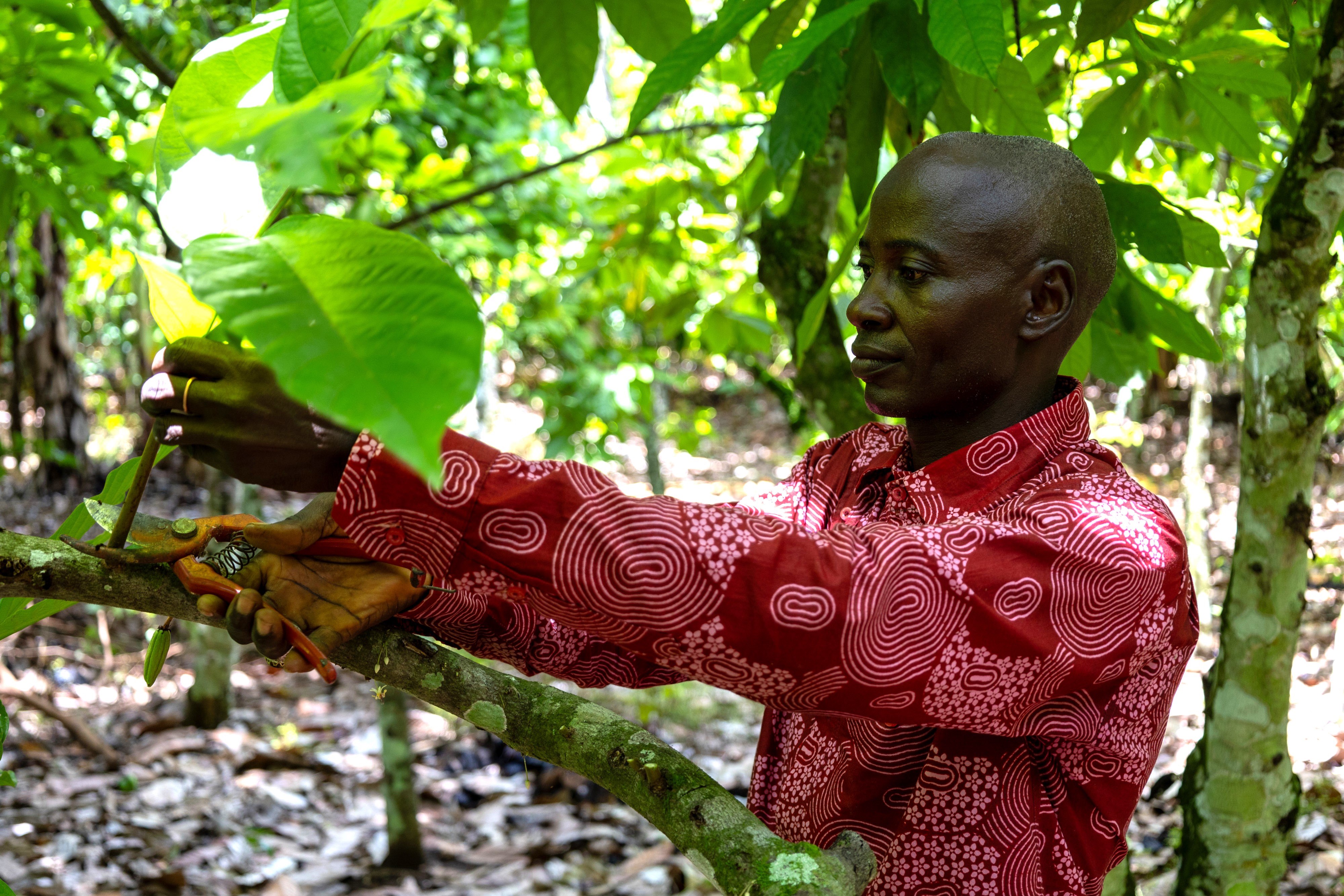 Yabao Oumarou uses secateurs to trim branches on a cocoa tree. (2024).