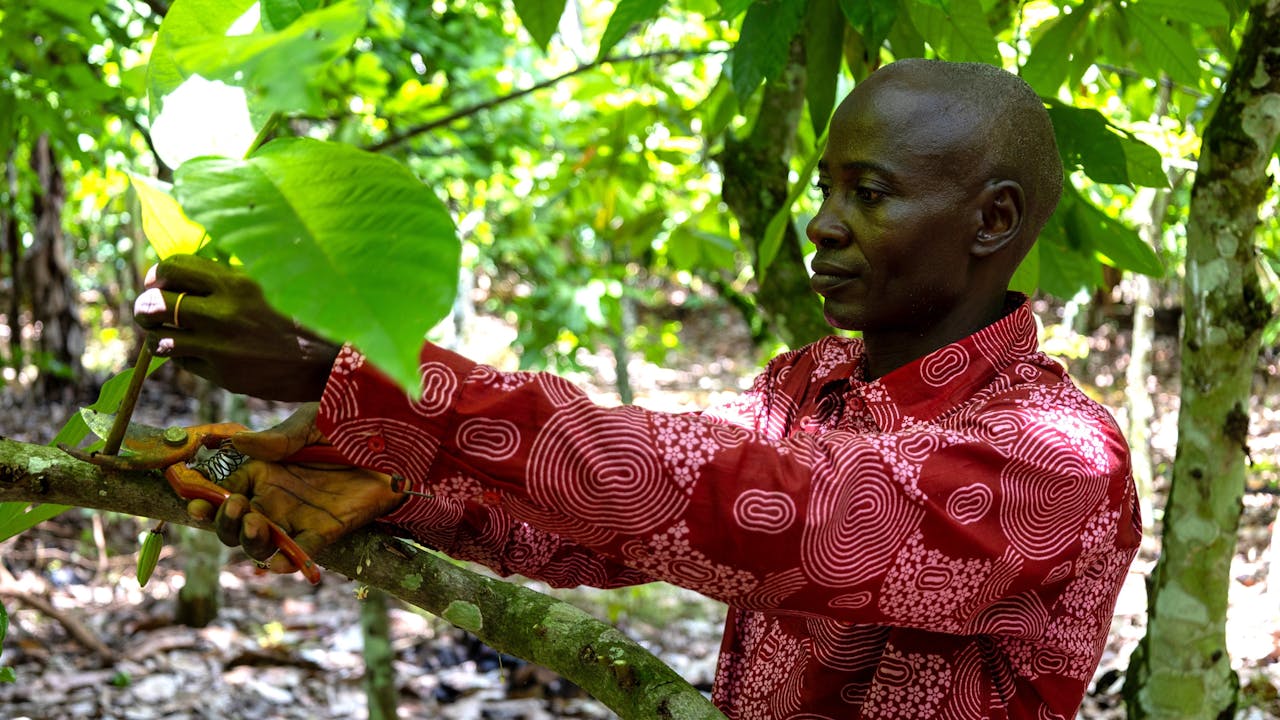 Yabao Oumarou corta las ramas de un árbol de cacao con unas tijeras de podar. (2024).