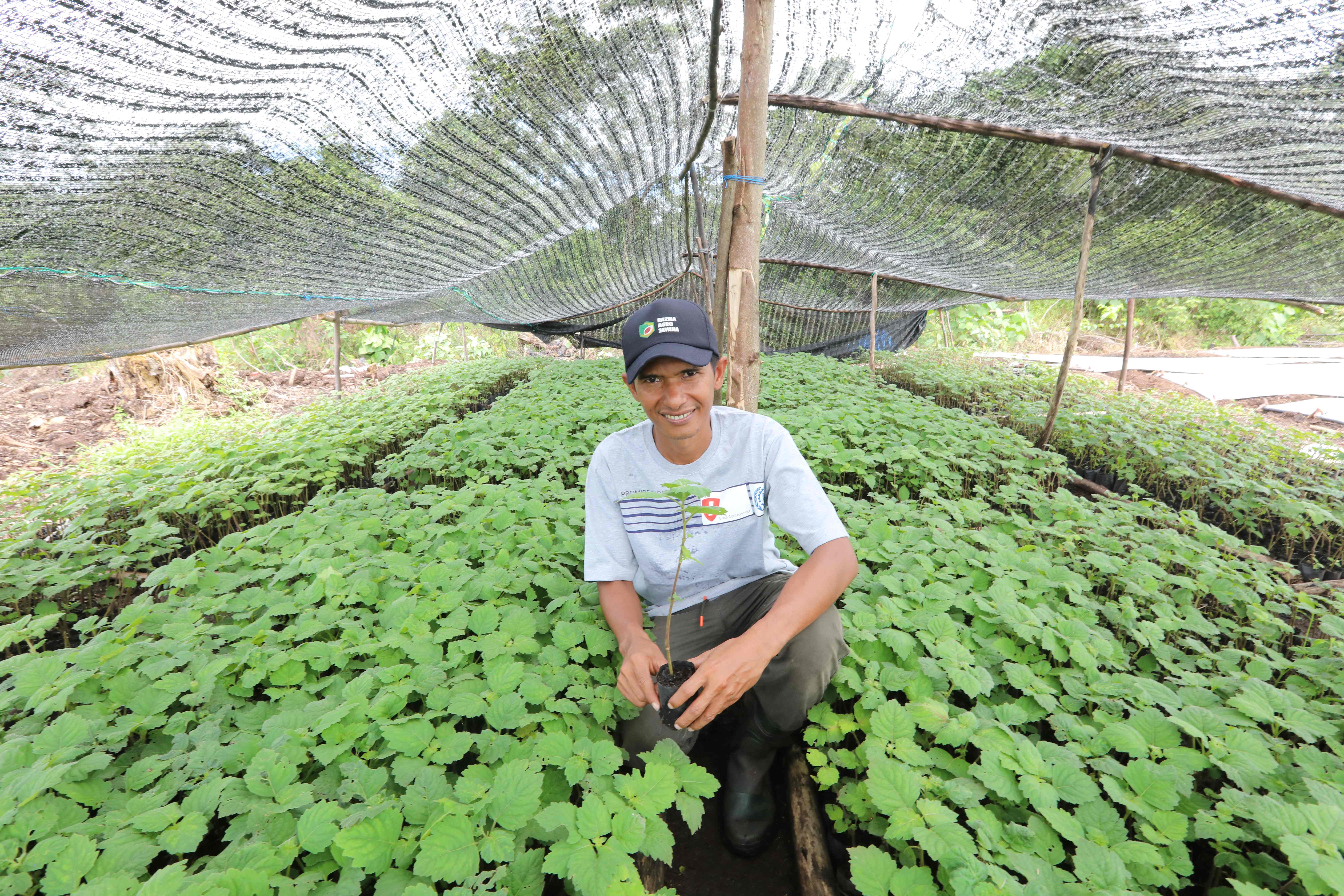 Estoy revitalizando el cultivo de pachulí en Aceh, Indonesia | ILO Voices