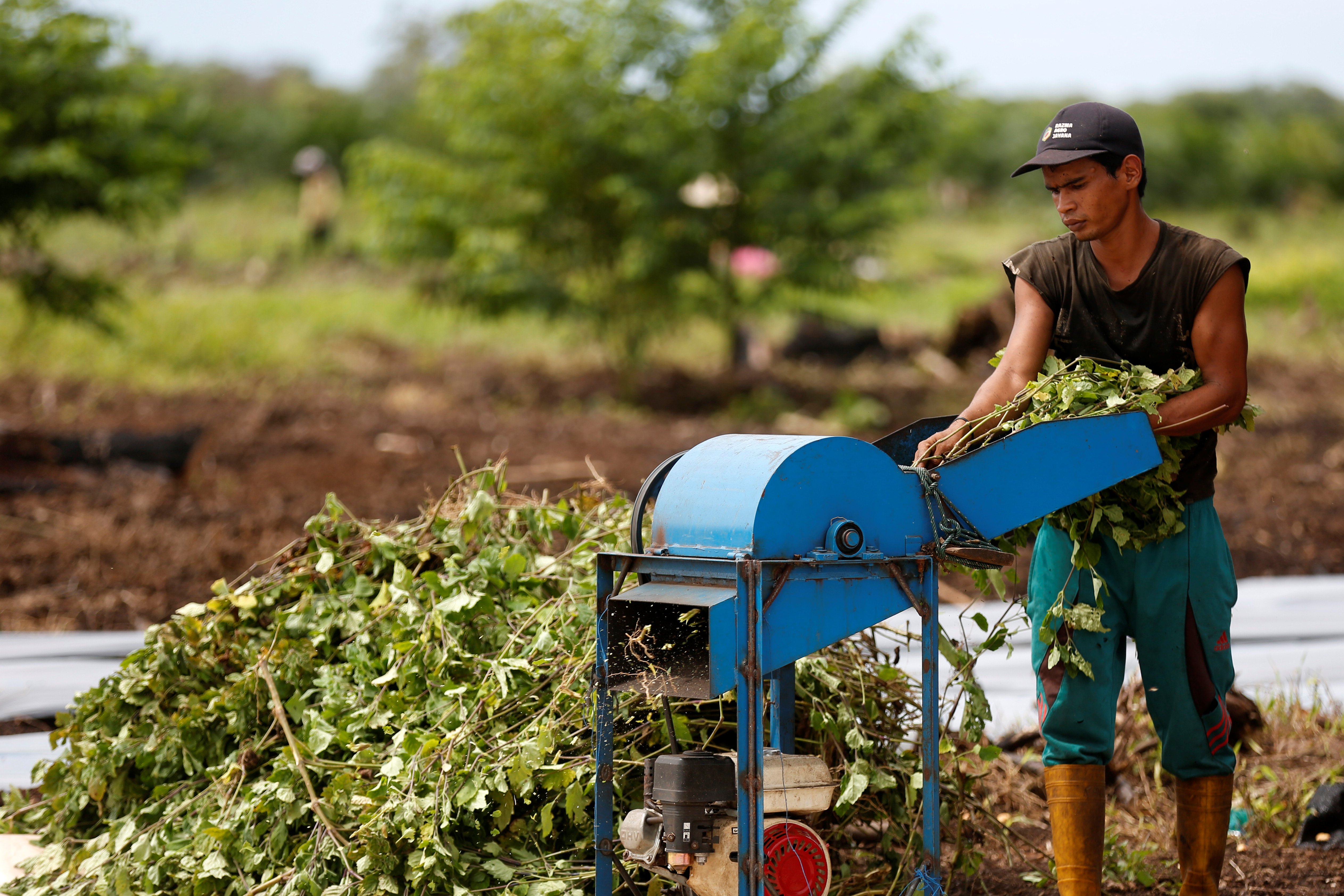 A young farmer shreds patchouli leaves using a blue shredding machine.