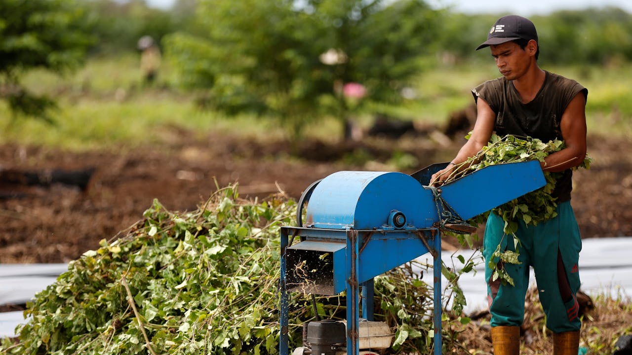 A young farmer shreds patchouli leaves using a blue shredding machine.