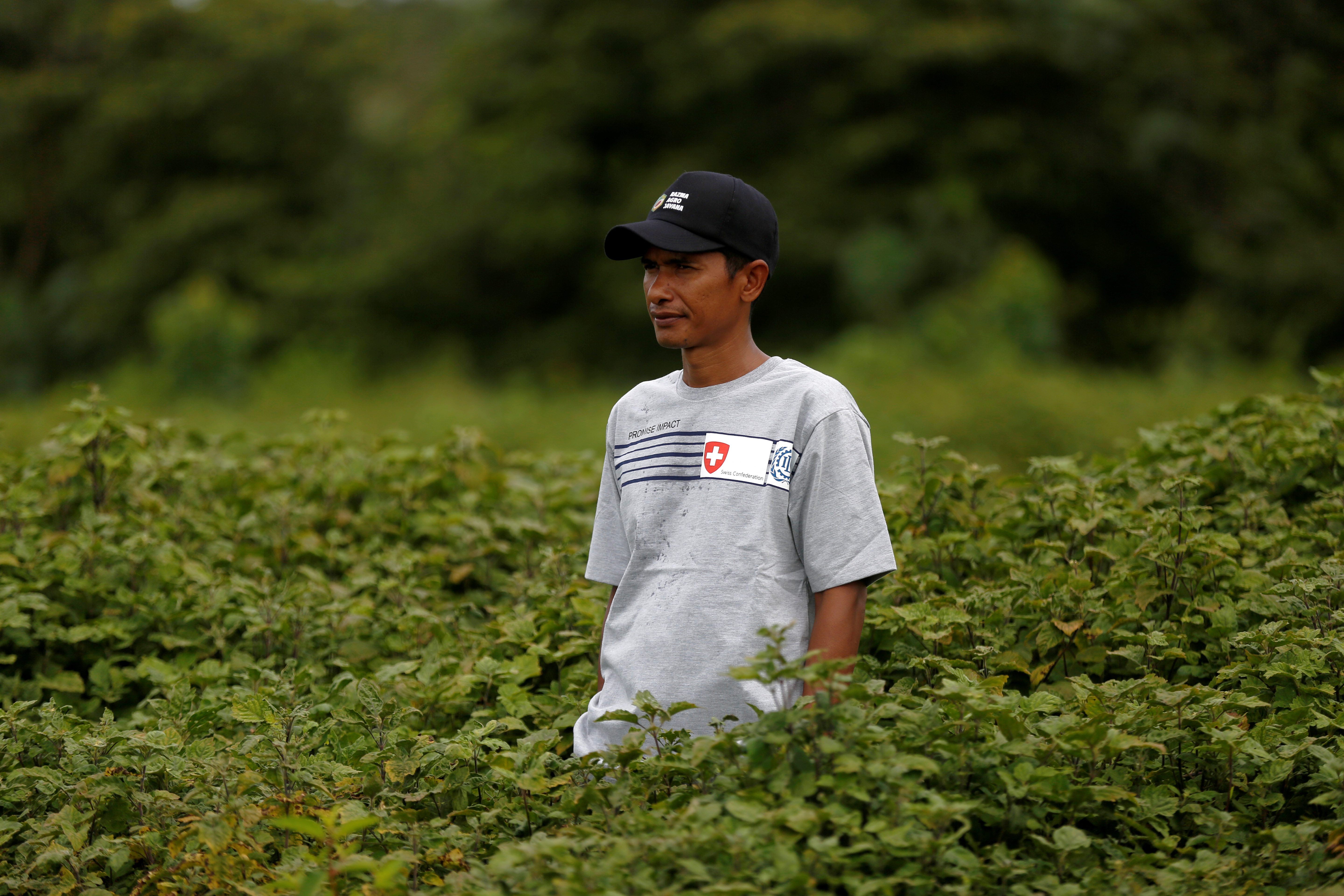 Teuku Razuan stands in a field of patchouli and looks pensive. 