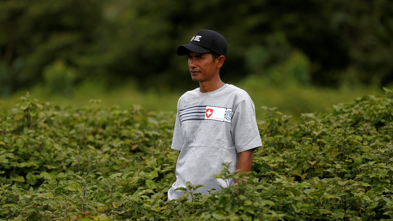 Teuku Razuan stands in a field of patchouli and looks pensive.