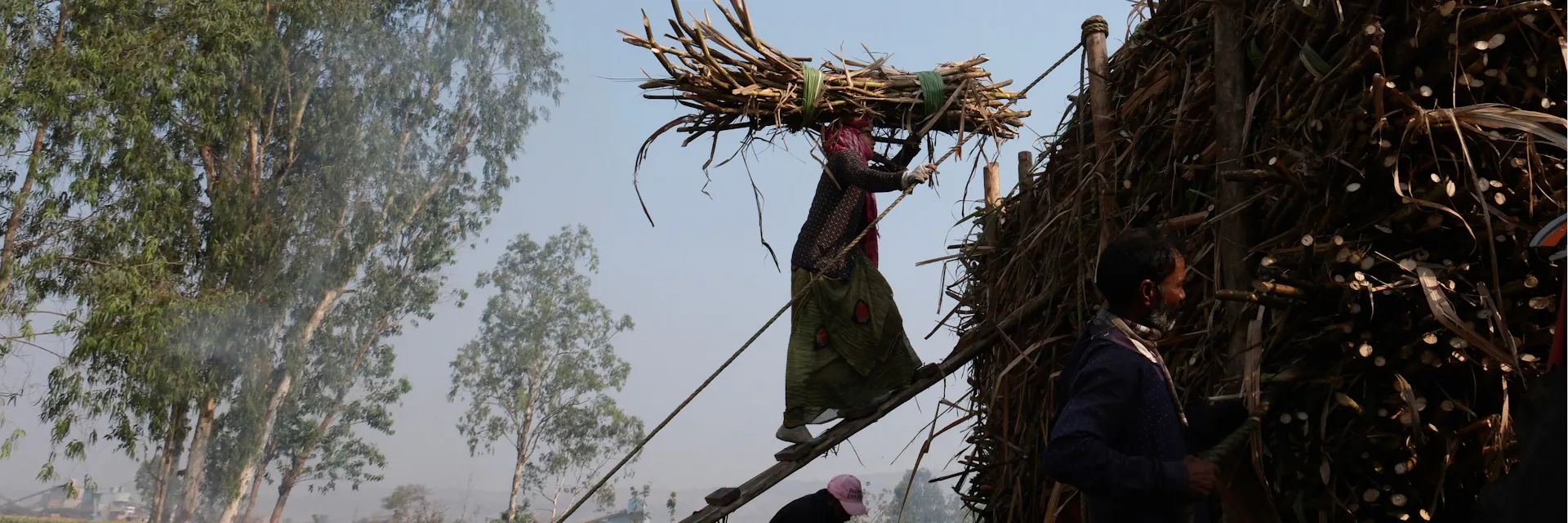 A woman sugarcane worker climbs a bamboo ladder with a bundle of cane on her head, part of an endless cycle of arduous labour that lacks safety, rest, or recognition. Photo credit: Society for Promoting Participative Ecosystem Management (SOPPECOM) - India Photographer: Vidya Kulkarni, Independent