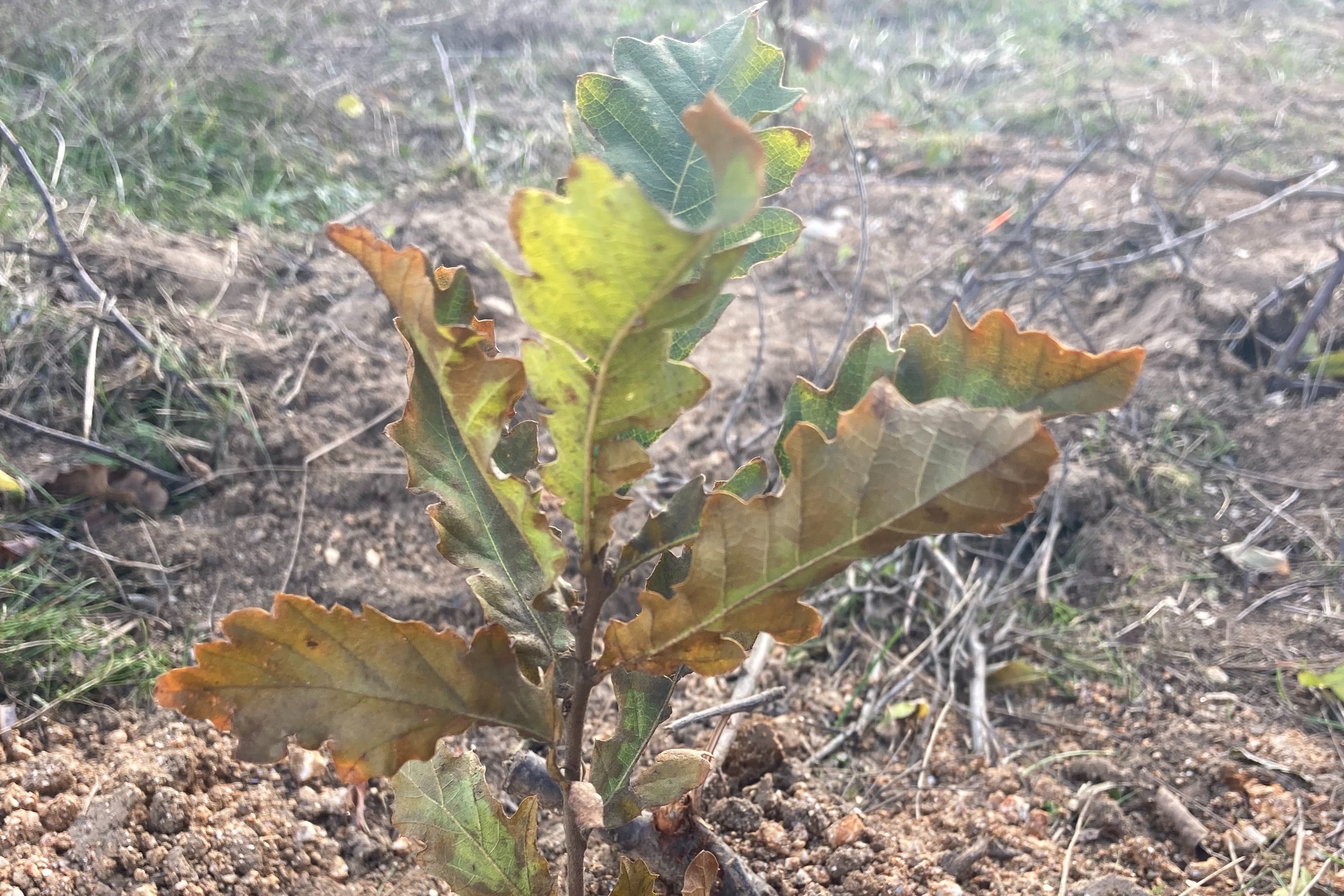 A single oak sapling planted in the ground.