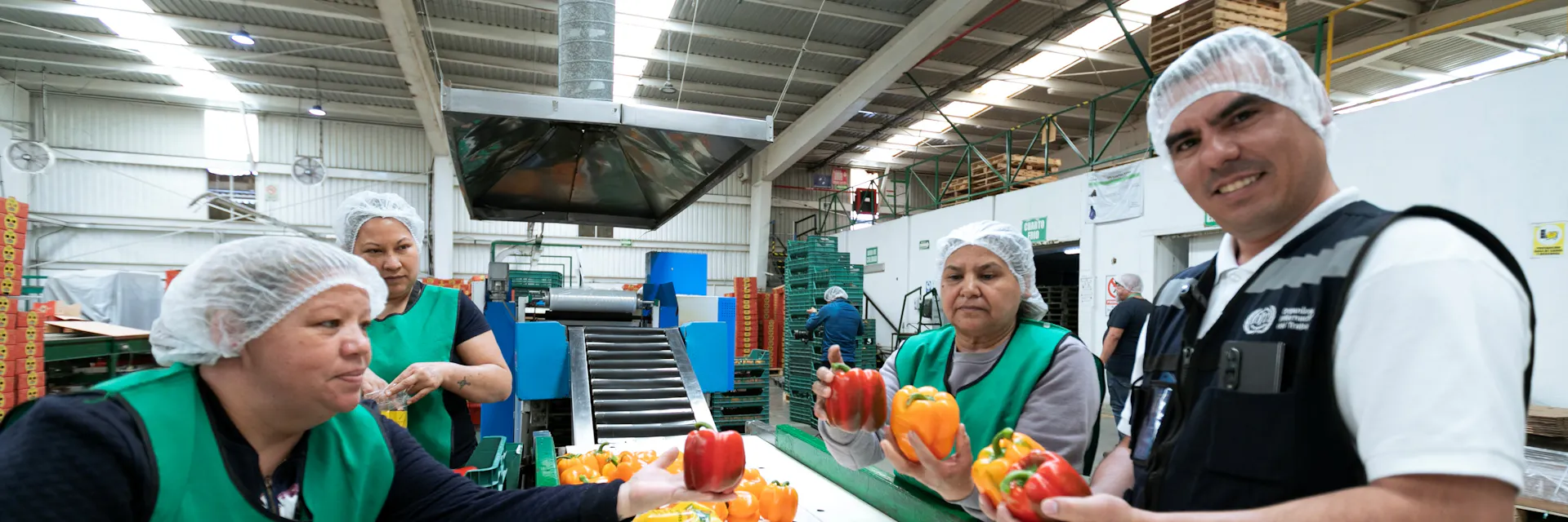 Workers check peppers on a conveyor belt. They wear hair nets.