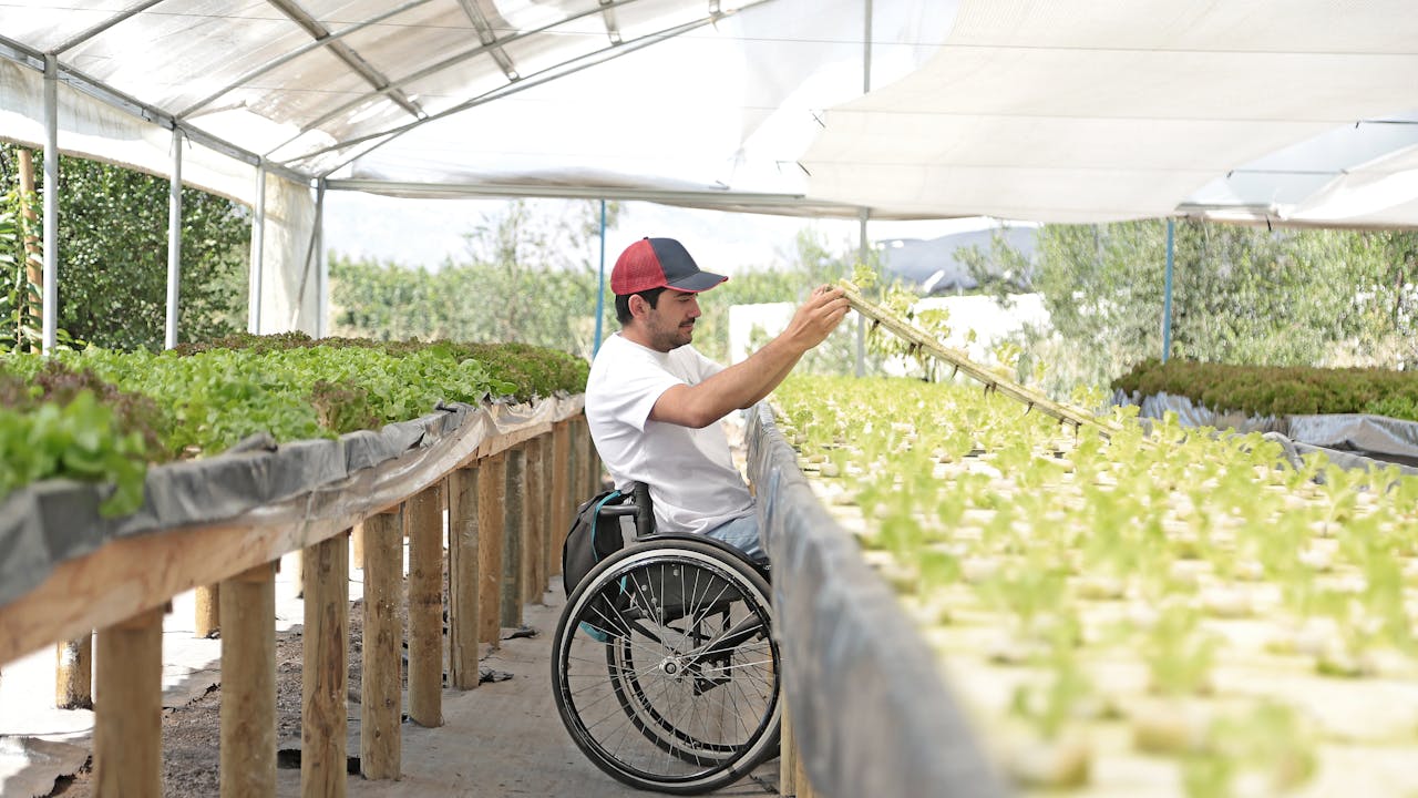 Alfredo Carrasco soulève une planche percée de trous pour les semis de laitue. C’est l’une des nombreuses planches qui forment de longues rangées dans la serre, avec des laitues à différents stades de croissance. Alfred Carrasco est assis dans un fauteuil roulant.
