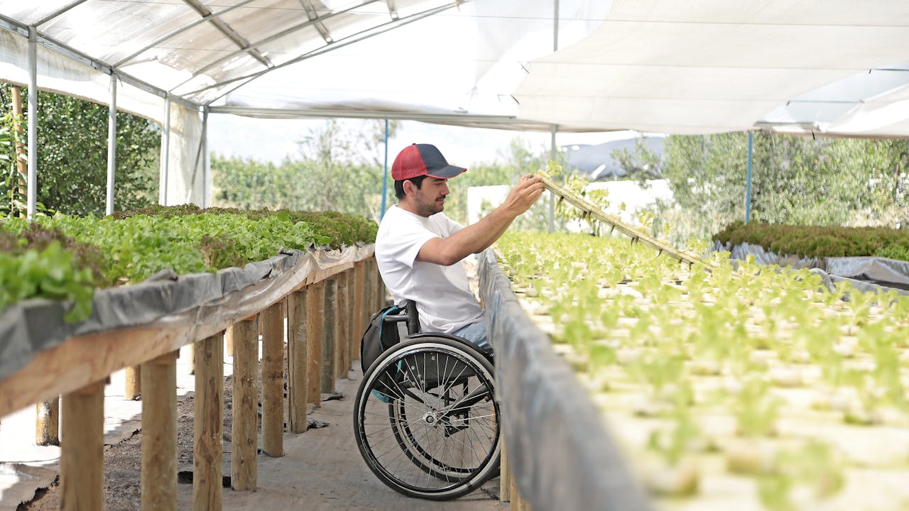 Alfredo Carrasco lifts a board that has holes for lettuce seedlings.  The board is one of many arranged in long rows in a greenhouse with lettuces at various stages of growth.  Alfred Carrasco is seated in a wheelchair. 