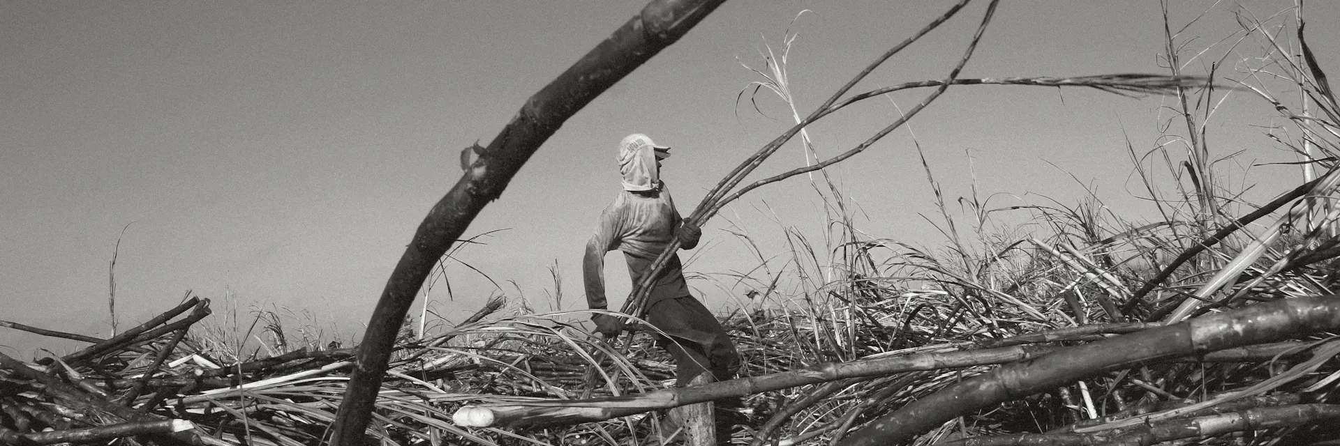 Man holds sugarcane and stands in middle of field of sugarcane in Minas Gerais, Brazil.