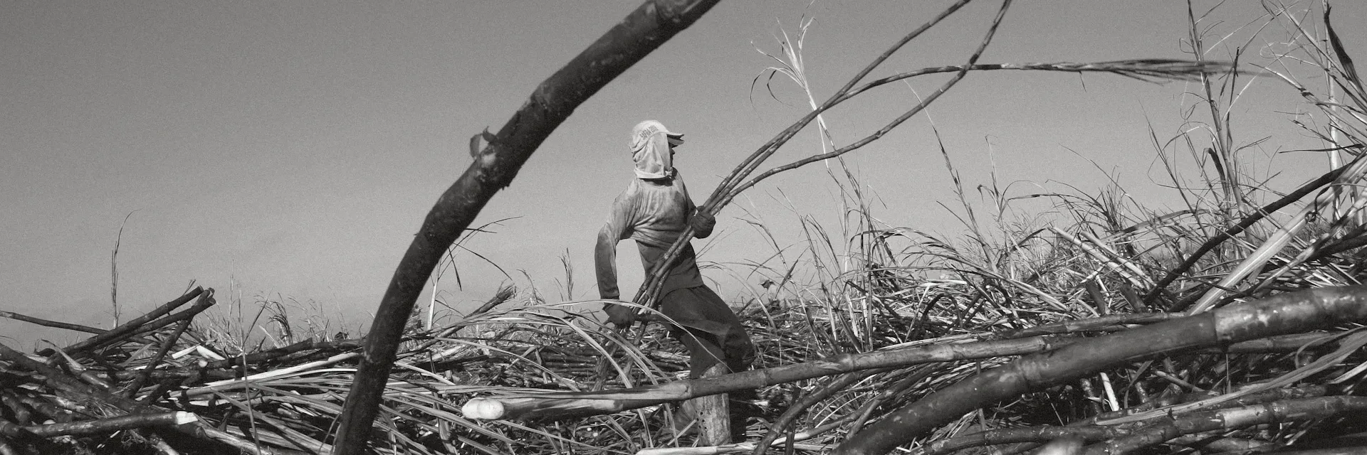 Man holds long pieces of sugarcane and stands in the middle of a sugarcane field in Minas Gerais, Brazil. Reports from the Brazilian Ministry of Labour indicate that agriculture - including production of crops and sugarcane - is the second main activity employing slave labour after cattle ranching. This photo is from the book "Retrato Escravo".