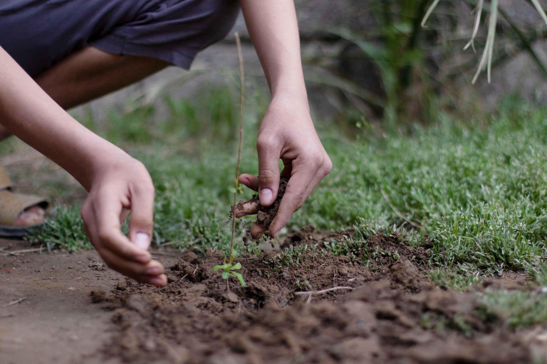 A close-up of Akram’s hands either side of a plant he has just planted.