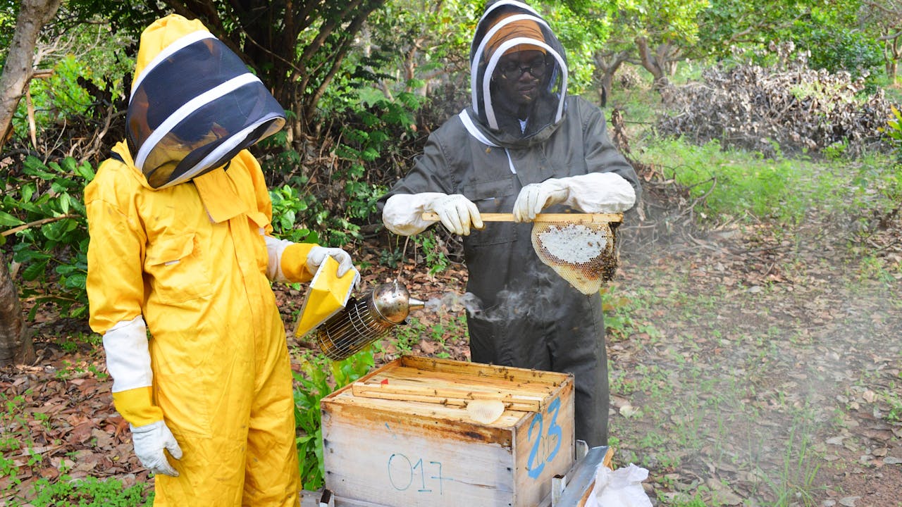 Cissé Mabré y otro apicultor llevan ropa protectora y comprueban un panal de abejas que han sacado de una colmena de madera.