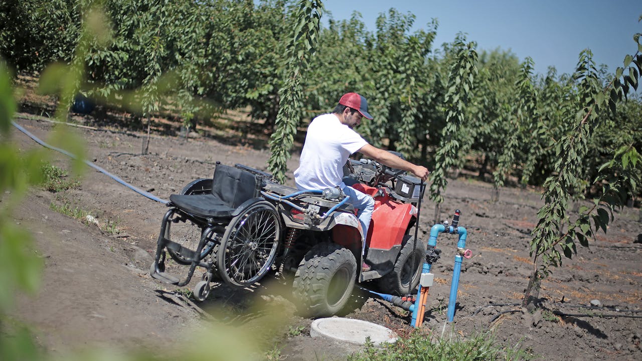 Alfredo Carrasco sits on an adapted quad bike, with his wheelchair strapped to the back of it. He is out on a field where fruit trees are growing.  He uses a long metal tool to turn a lever on a pipe at ground level, which is part of an irrigation system.