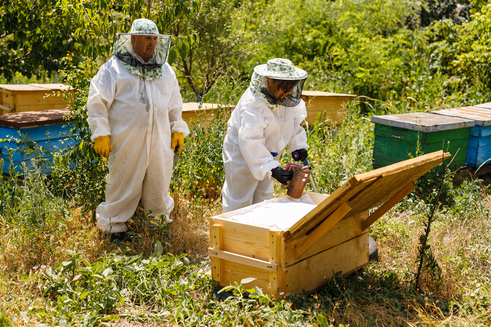 Viorica Anghel utiliza un fumador para calmar a las abejas productoras de miel en presencia de su instructor, Sergiu Paslaru. 