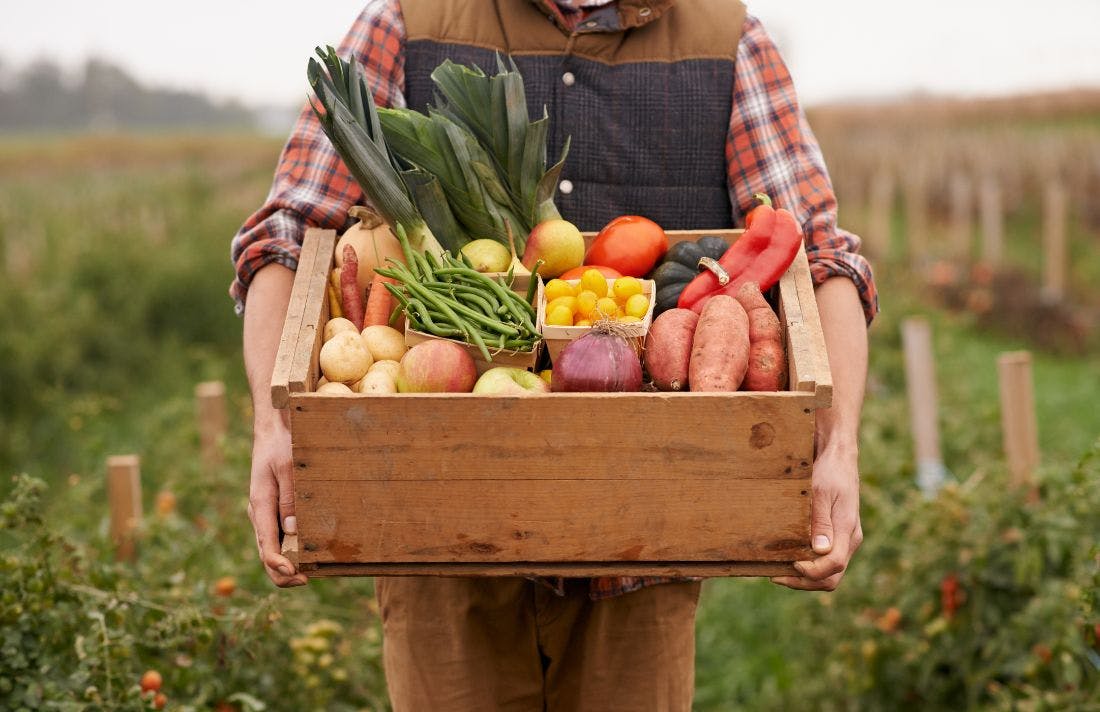 Chrysanth Sulzberger - from vegetable boxes to HealthTech