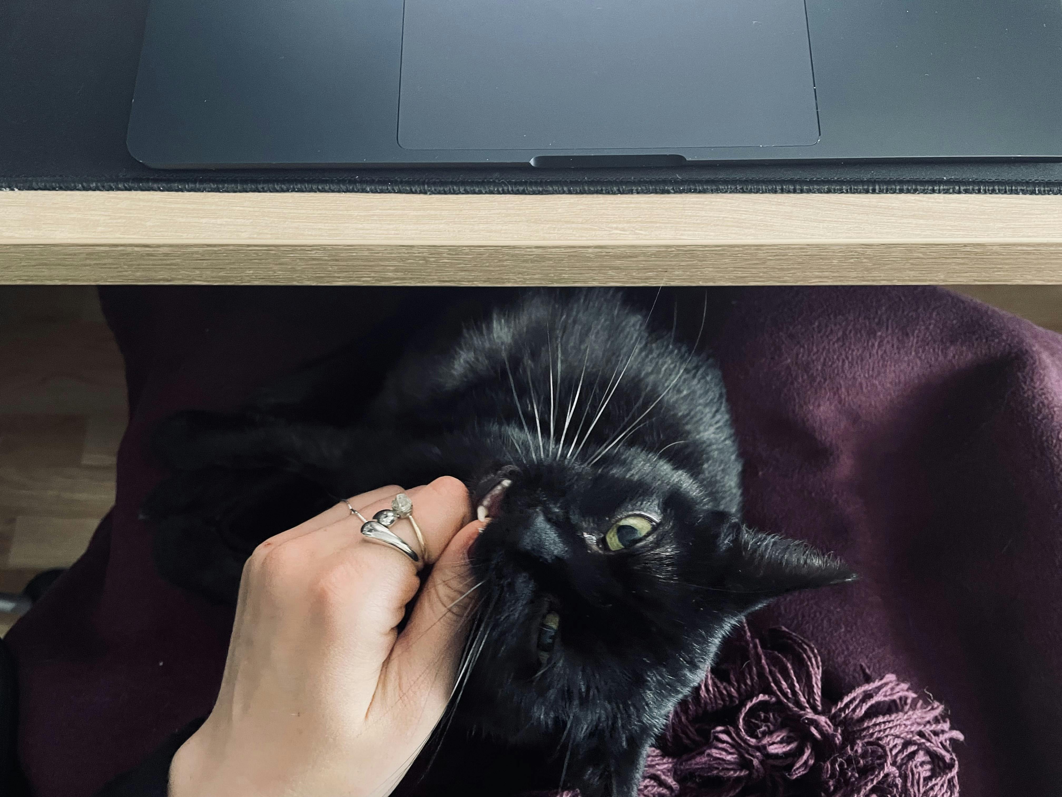 Laura Döring - Lieblingsfotografin, Katzenliebhaberin & (Event-)Gewichtheberin