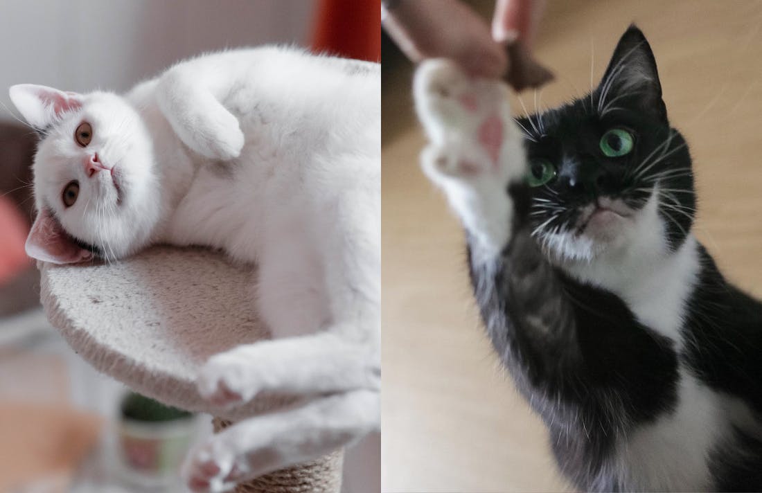 Laura Döring - Lieblingsfotografin, Katzenliebhaberin & (Event-)Gewichtheberin