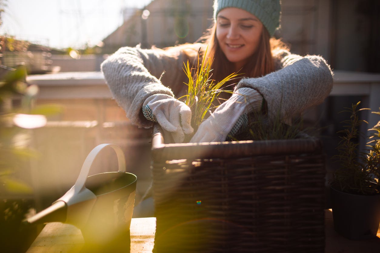 6 truques para preparar as plantas para o outono