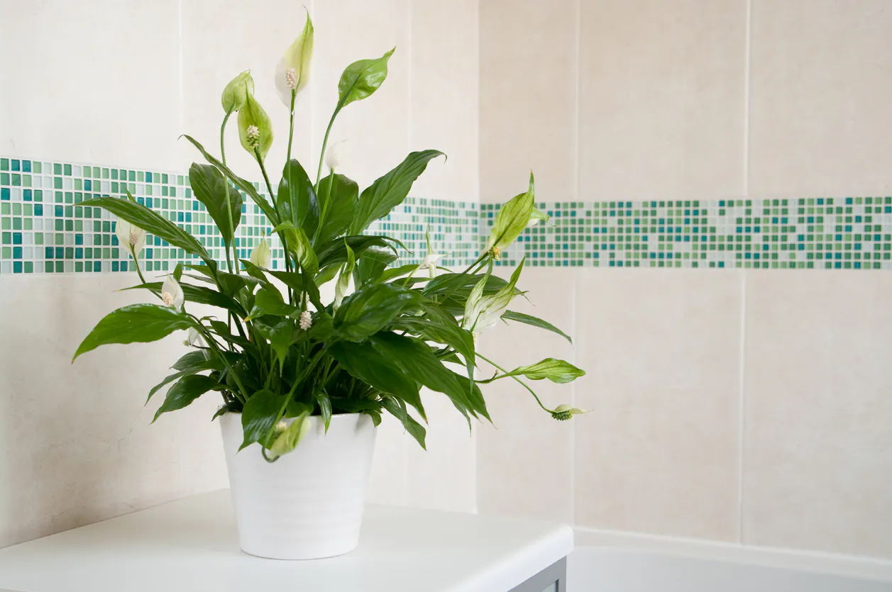 7 plantas para ter em casa e que diminuem humidade