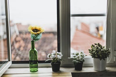 flores em casa