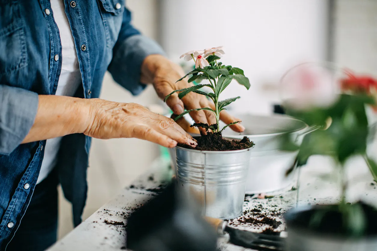 6 dicas para trabalhar as suas plantas ou jardim