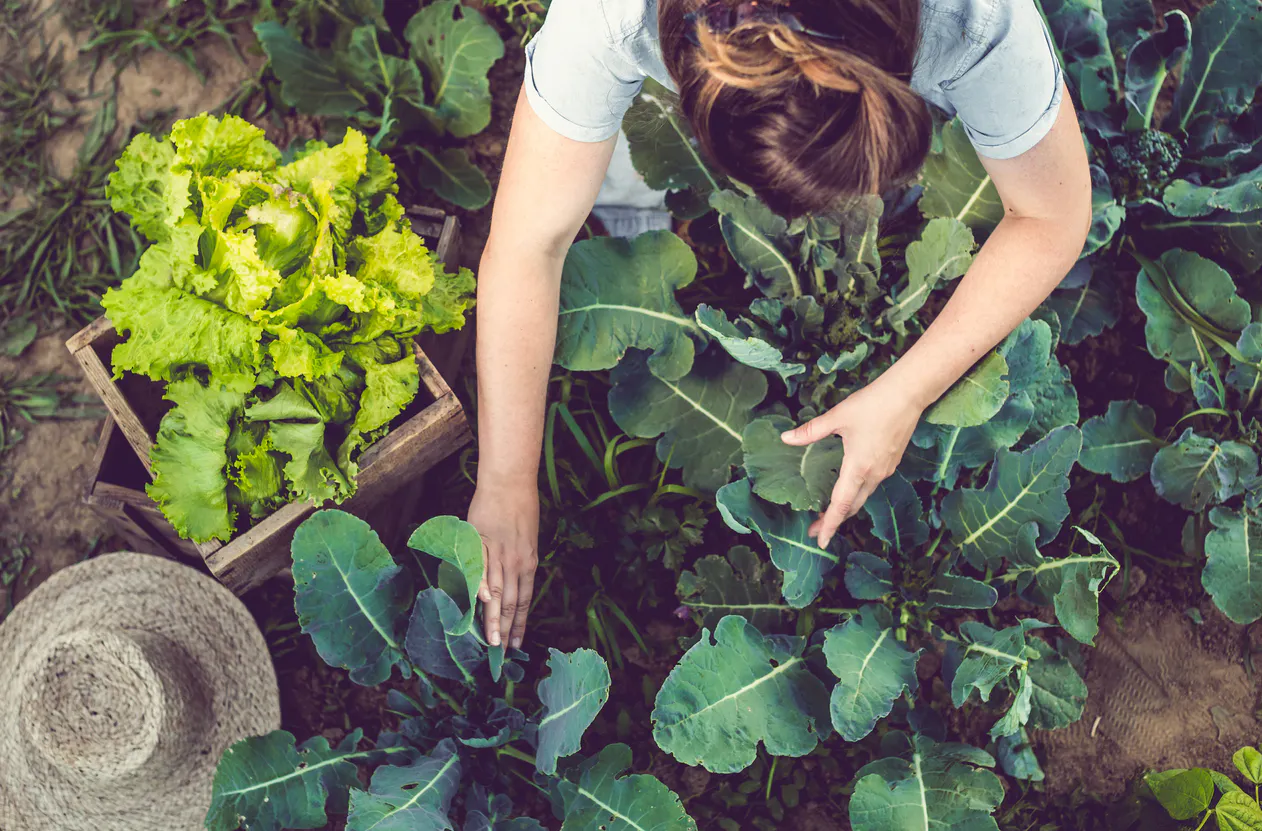 Conheça o calendário para plantar e organizar o seu jardim [julho adezembro]