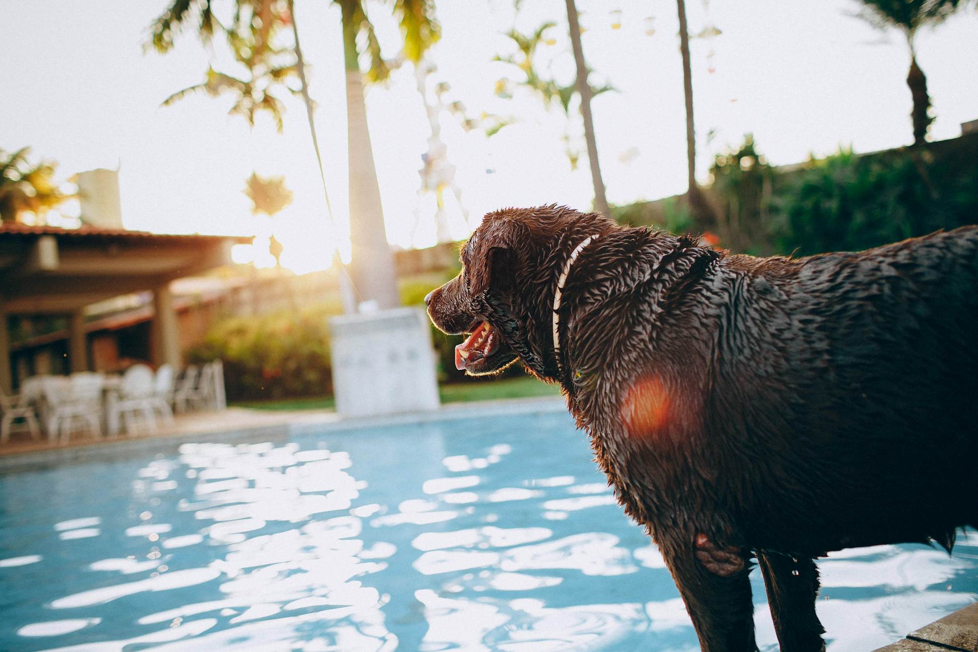 Dog by hotel pool