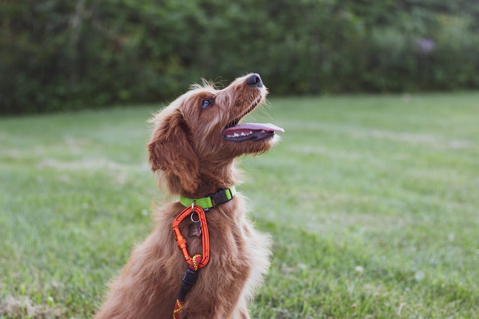 Dog in field