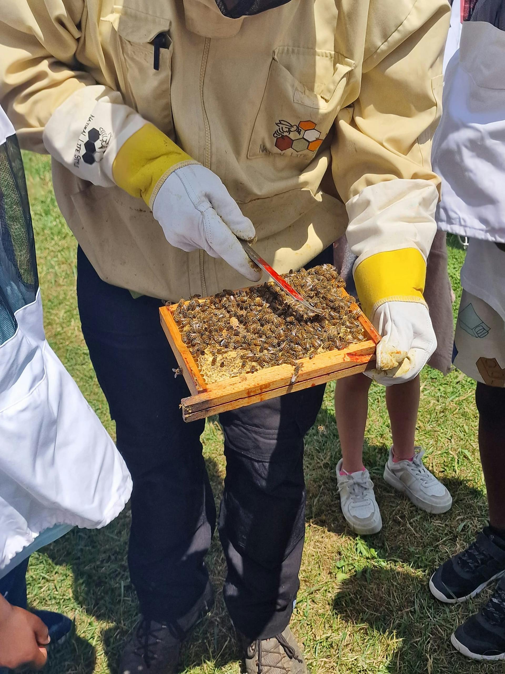 Découverte des abeilles lors d'une excursion de l'Inda Arlon.