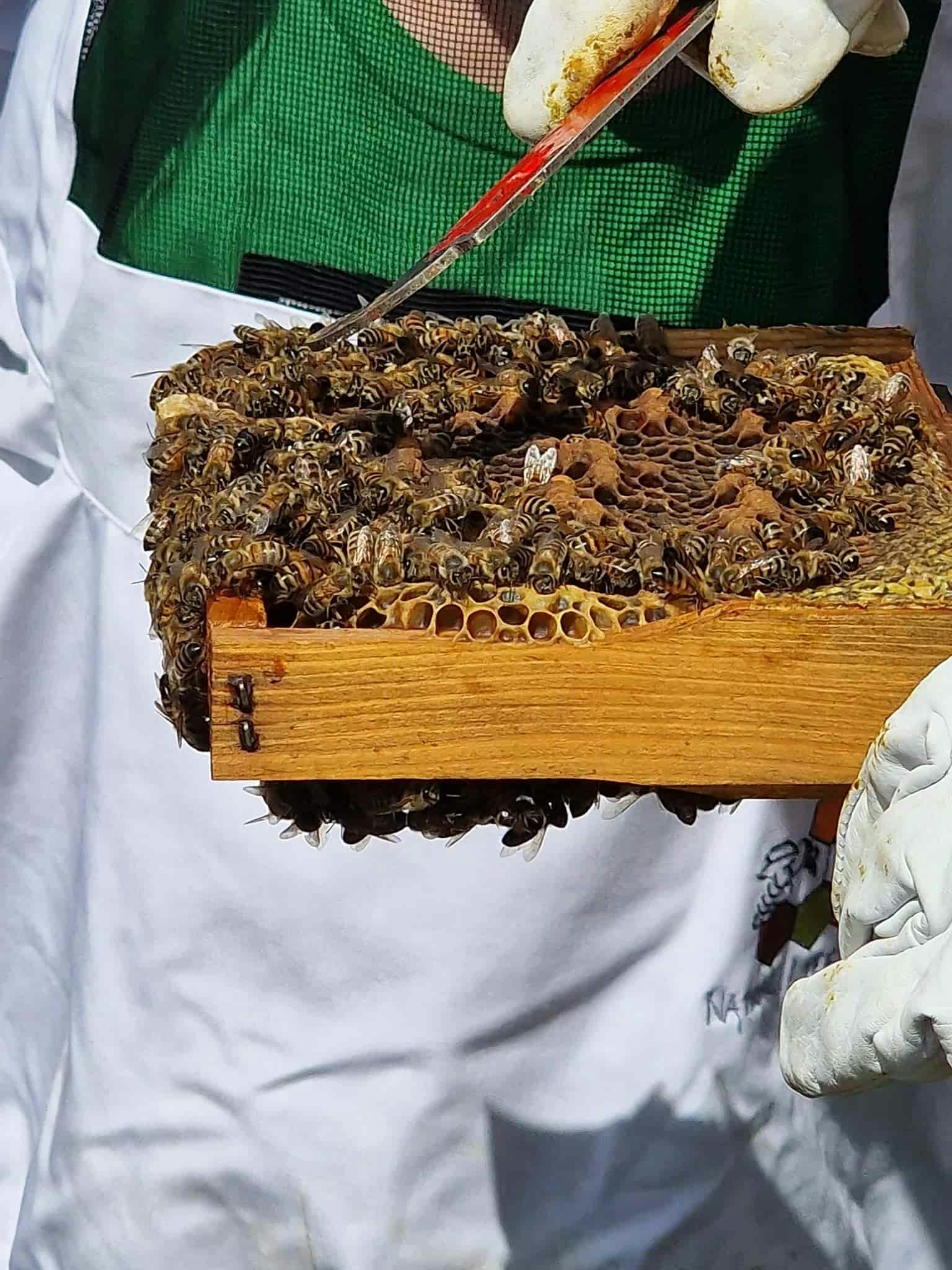 Photo des abeilles prise lors d'une excursion de l'école à pédagogie active d'Arlon.