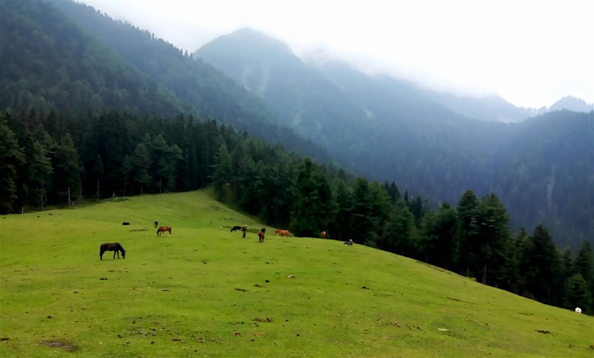Horses Grazing in Kashmir Valley