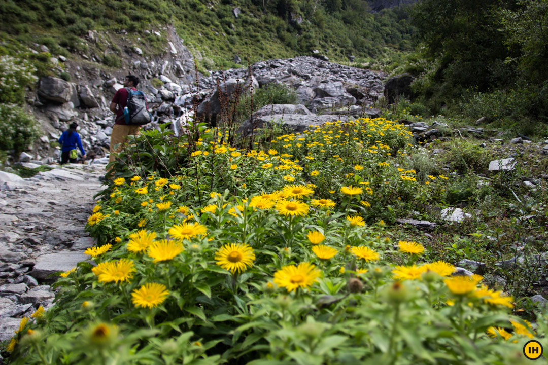 Essential Trekking Tips For Doing The Valley Of Flowers Trek