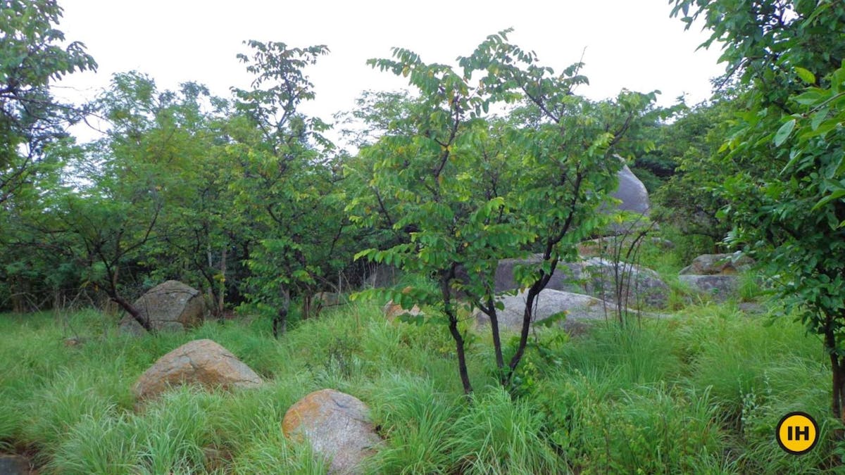 Halu-Chilume-Trek-Dense-Forest-Indiahikes-Suhas Saya