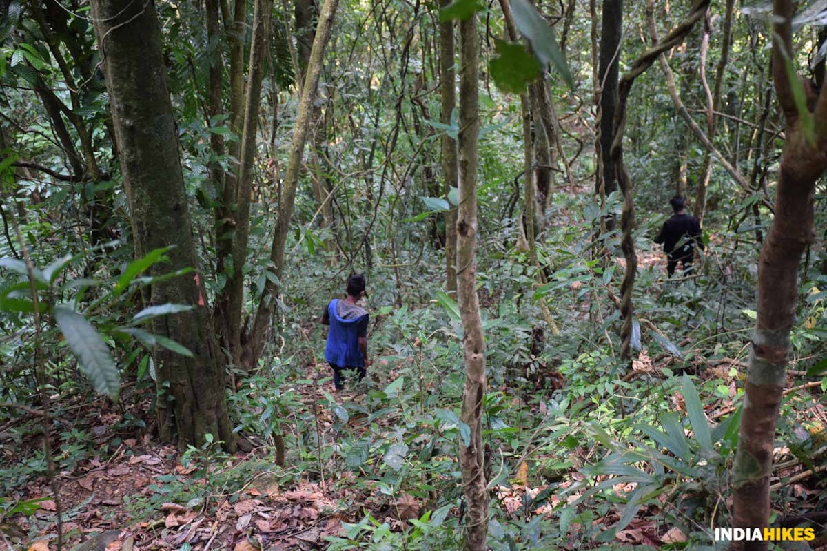 Trail to Kilsik Dare - Jungle - Indiahikes - Nitesh Kumar